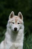 SIBERIAN HUSKY 959